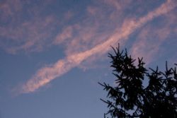 Pine, trailing pink clouds