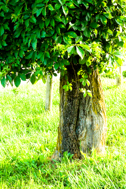 Vine on tree at ground level