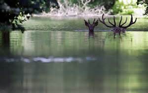 3 deer in water