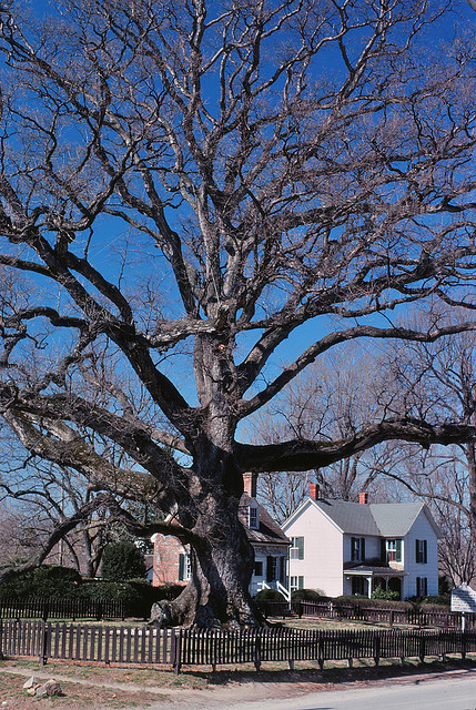 400 year old Wye Oak