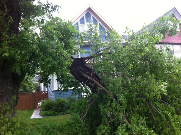 Large Tree Damage
