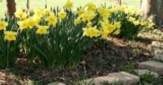 Daffodils