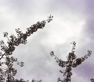 Branch Blossoms Rejoice