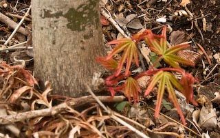 Japanese maple root shoot