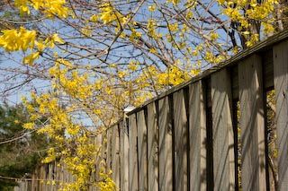 Forsythia