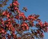 Crabapple Blooming