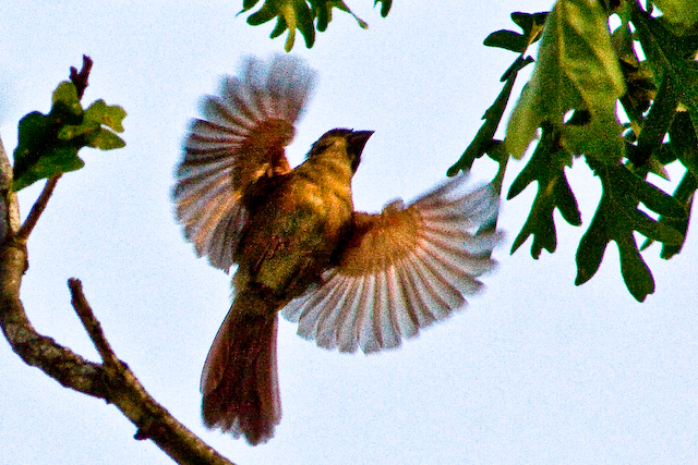 Bird,  taking off