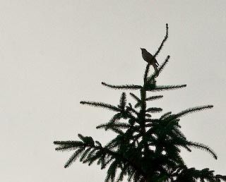 Bird Singing, 2