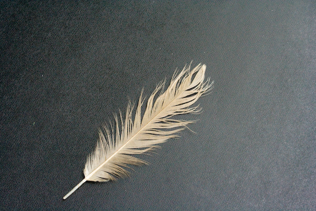 Birds of a Feather? Birds of a Feather?