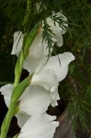 Gladiolus and japanese maple