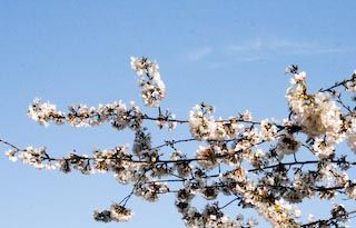 Blossom Spray