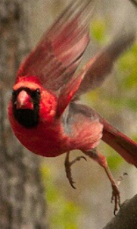 Cardinal with Attitude