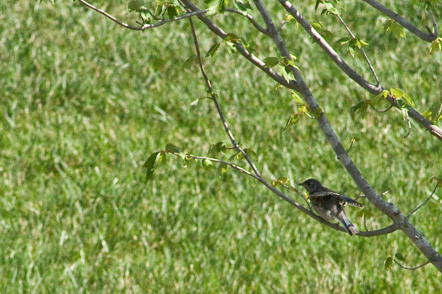 Bird Spreading Wing