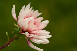 Dahlia, side view