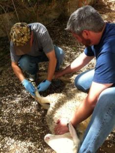 Selecting the lamb