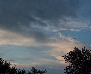 Dawn 5, bird, 5/7/09