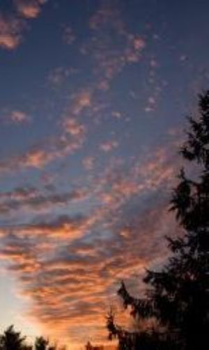 Panorama, pine tree, orange clouds