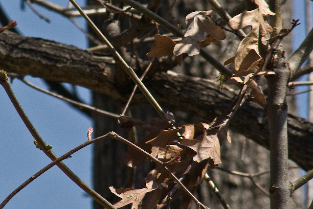 Dead Oak Leaves