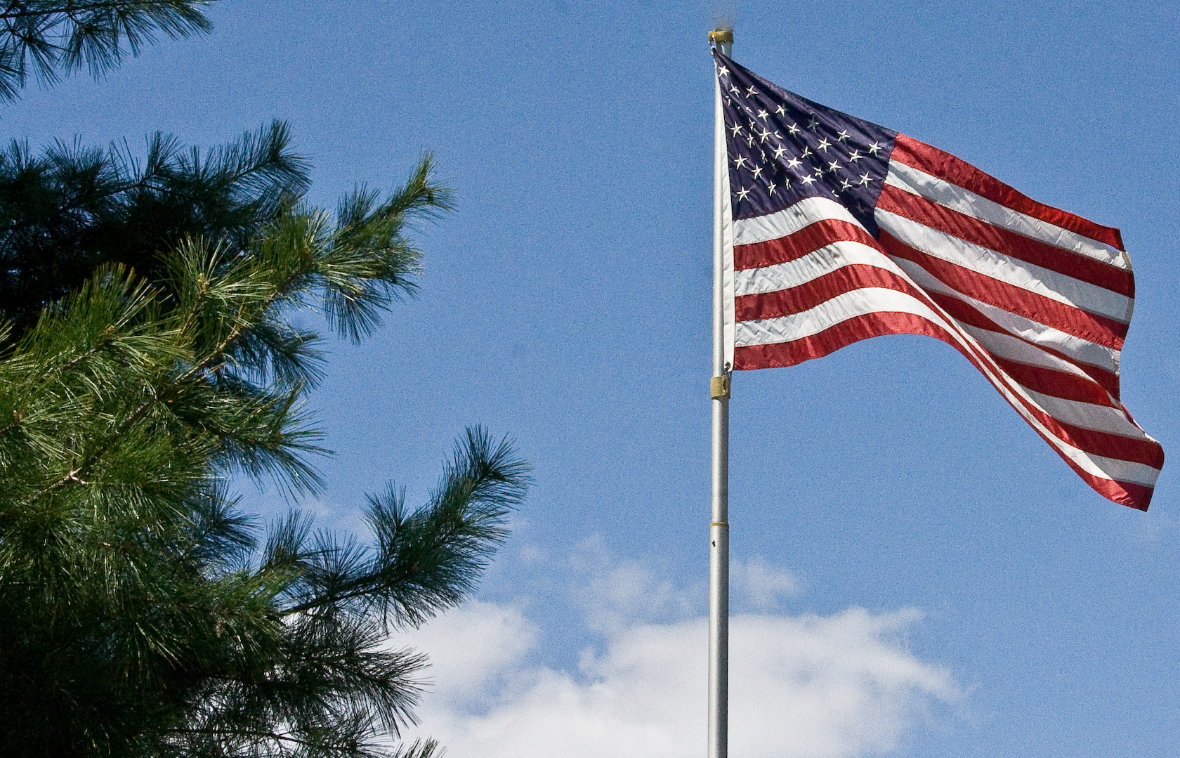 US Flag & pine