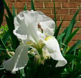 White Iris