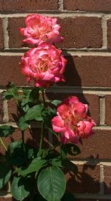 Three pink roses, white tinged