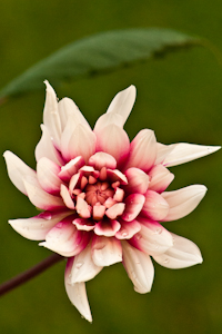 Dahlia opening fuller