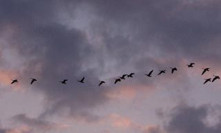 Geese at dawn