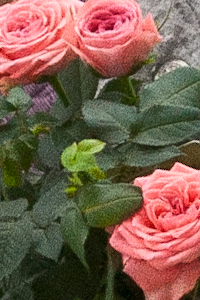 Gift of Roses
