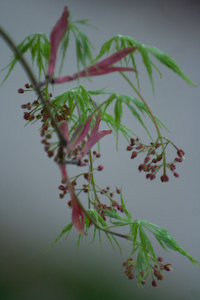 Japanese Maple, early spring