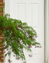 Japanese maple, new leaves