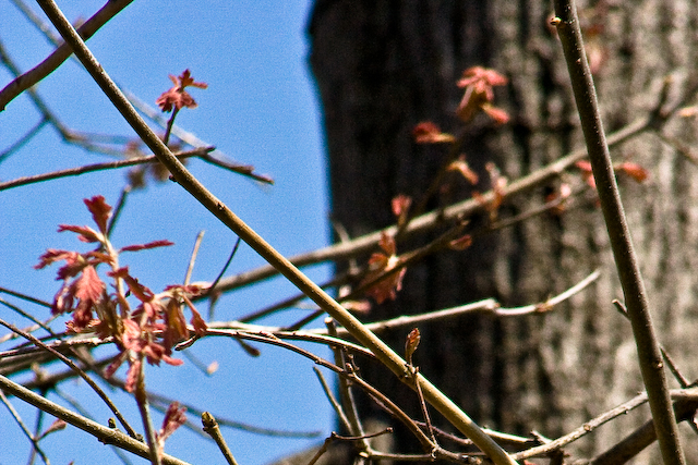New oak leaves growing