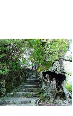 Old Rotted Tree, Miyajima Island, Japan