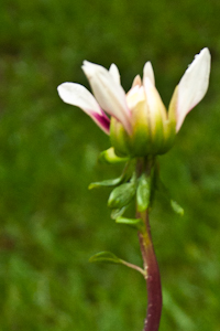 Petals begin to unfold