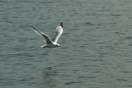 Seagull cruises for lunch