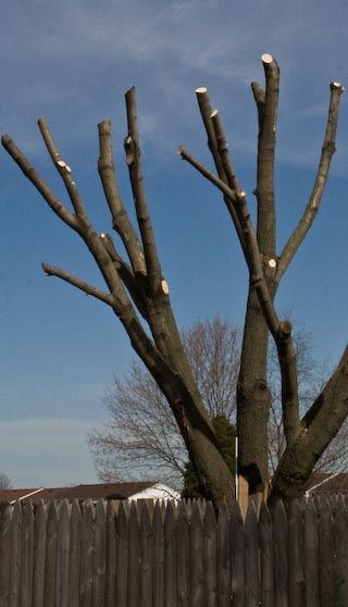 Severely pruned tree