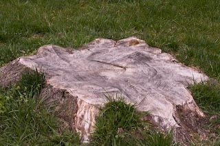 Tree stump