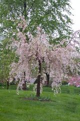 Weeping Cherry