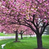 Rainblossoms, crabapple