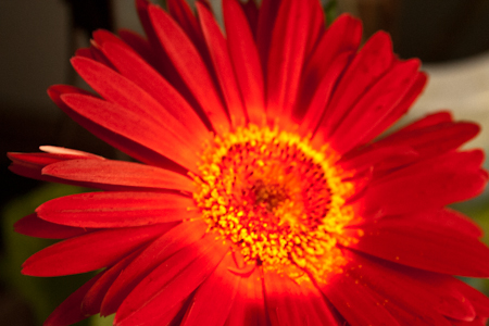 Red gerbera in December