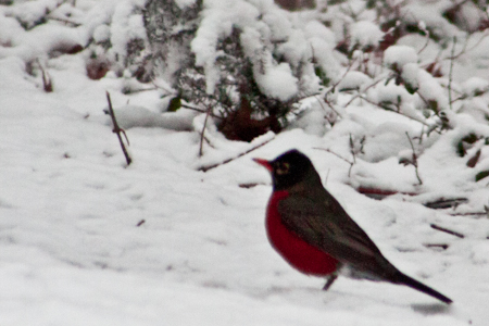 Robin in March snow