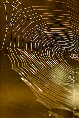 Spiderweb Spiderweb
