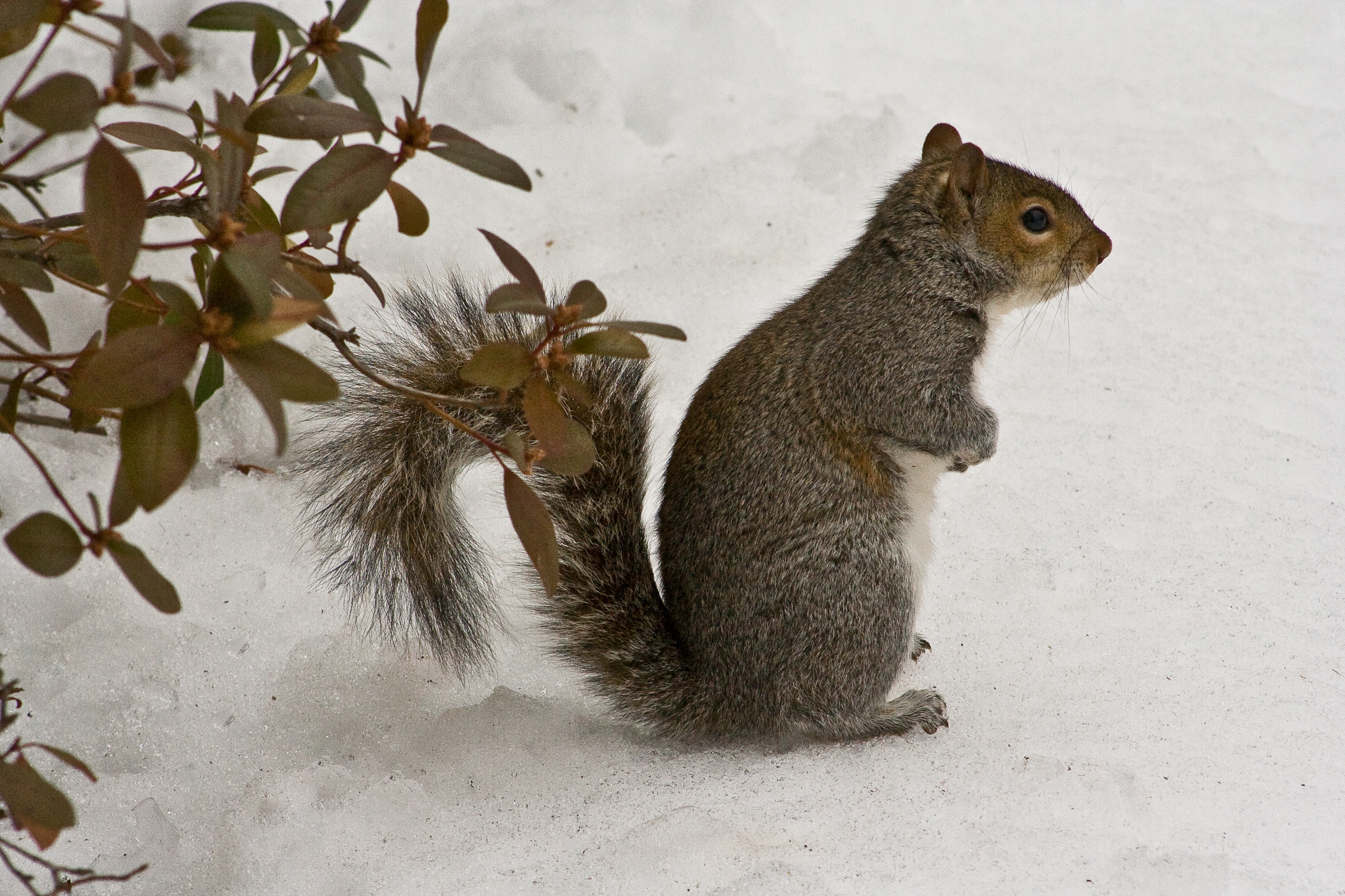 Squirrel Triptych 2