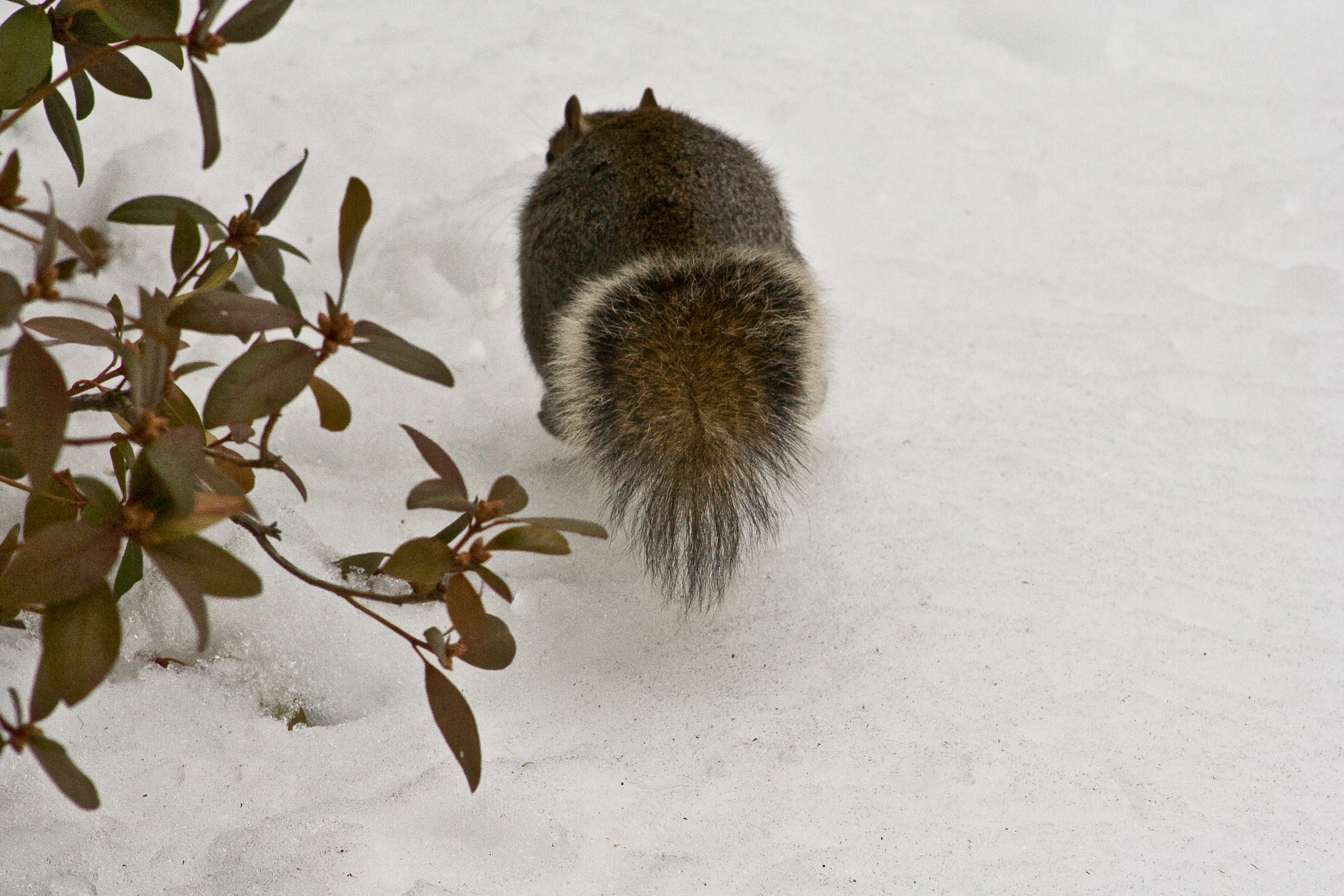 Squirrel Triptych 3