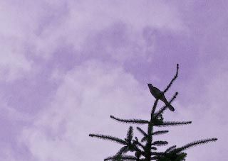 Bird singing in pine tree