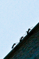 Three Ants