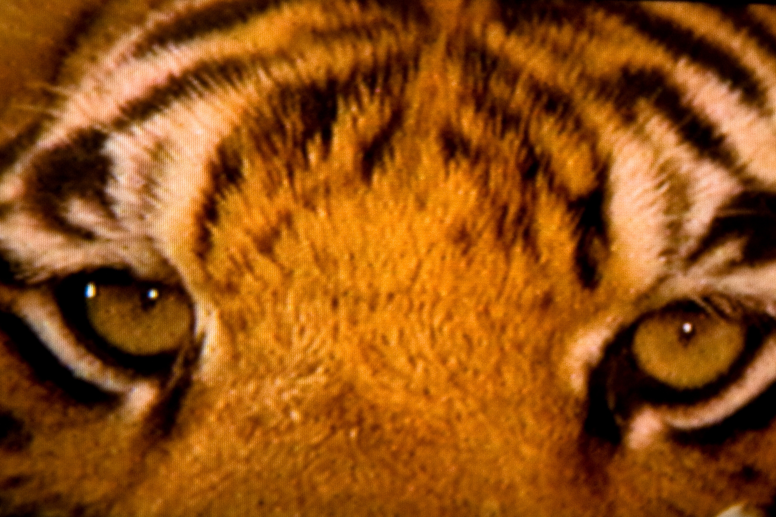 Tiger's Eyes