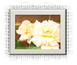 Ivory roses, pink tinged