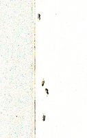 Ant Trail
