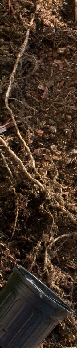 Roots