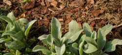 Row of lambs' ears
